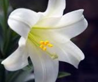 Covid-19-and-Easter-Hope-sm.jpg