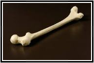 I-want-my-bone.jpg