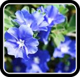 blue-daze.jpg