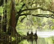 drain-the-swamp.jpg
