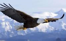 eagle-in-flight.jpg