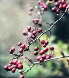 fruit-the-tree-bears.jpg