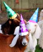 goats-entertaining.jpg
