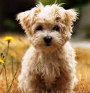 happy-dog.jpg