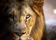lion-killed-sm.jpg