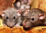 rats-sm.jpg