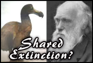 shared-extinction-fn.png