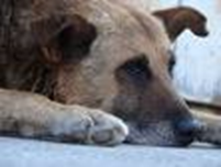 Old Dogs and Fat Cats